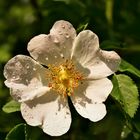 Heckenrose nach einem Regenschauer