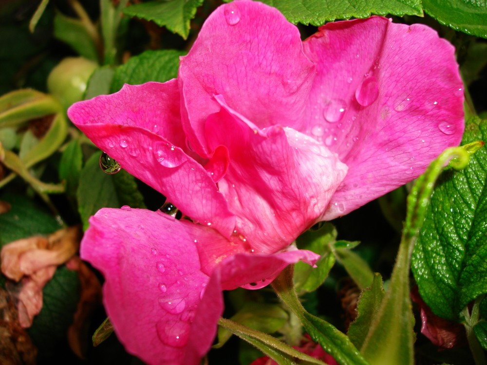 Heckenrose nach einem Regenschauer