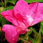 Heckenrose nach einem Regenschauer