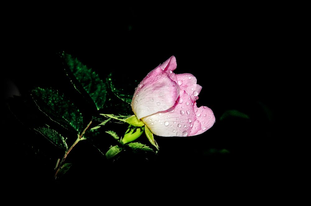 Heckenrose nach Gewitter