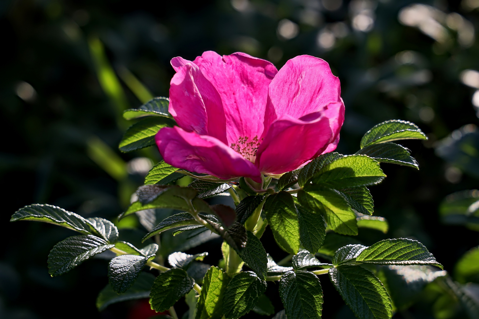 Heckenrose noch mit kompletten Blättern - hedge rose with comblete petals