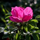 Heckenrose noch mit kompletten Blättern - hedge rose with comblete petals