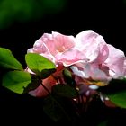 Heckenrose oder Hundsrose (Rosa canina) (4)