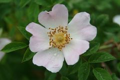 Heckenrose (Rosa Canina)