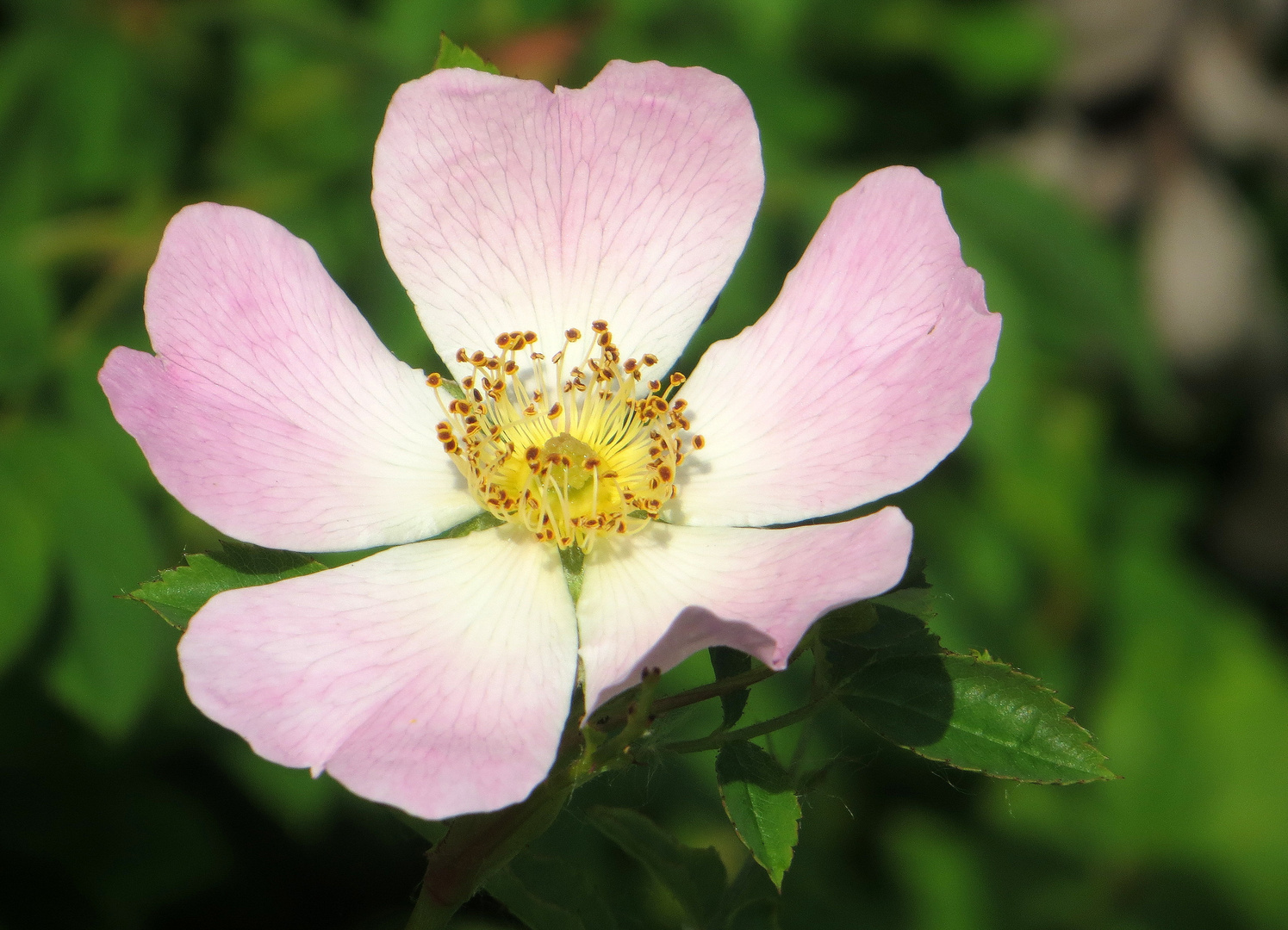 Heckenrose Rosa canina