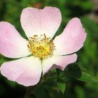 Heckenrose Rosa canina