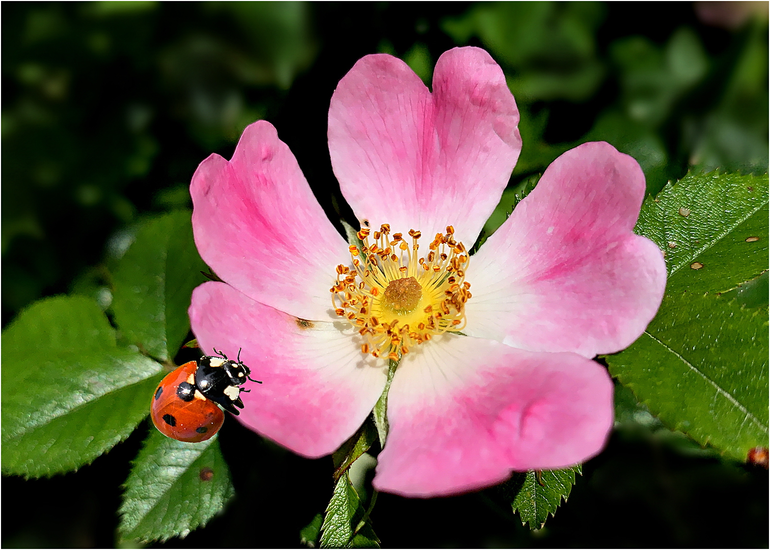 Heckenrose - rosa rugosa