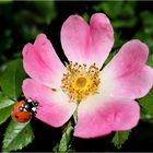 Heckenrose - rosa rugosa