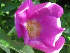 Heckenrose rosee