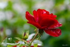 Heckenrose seitlich
