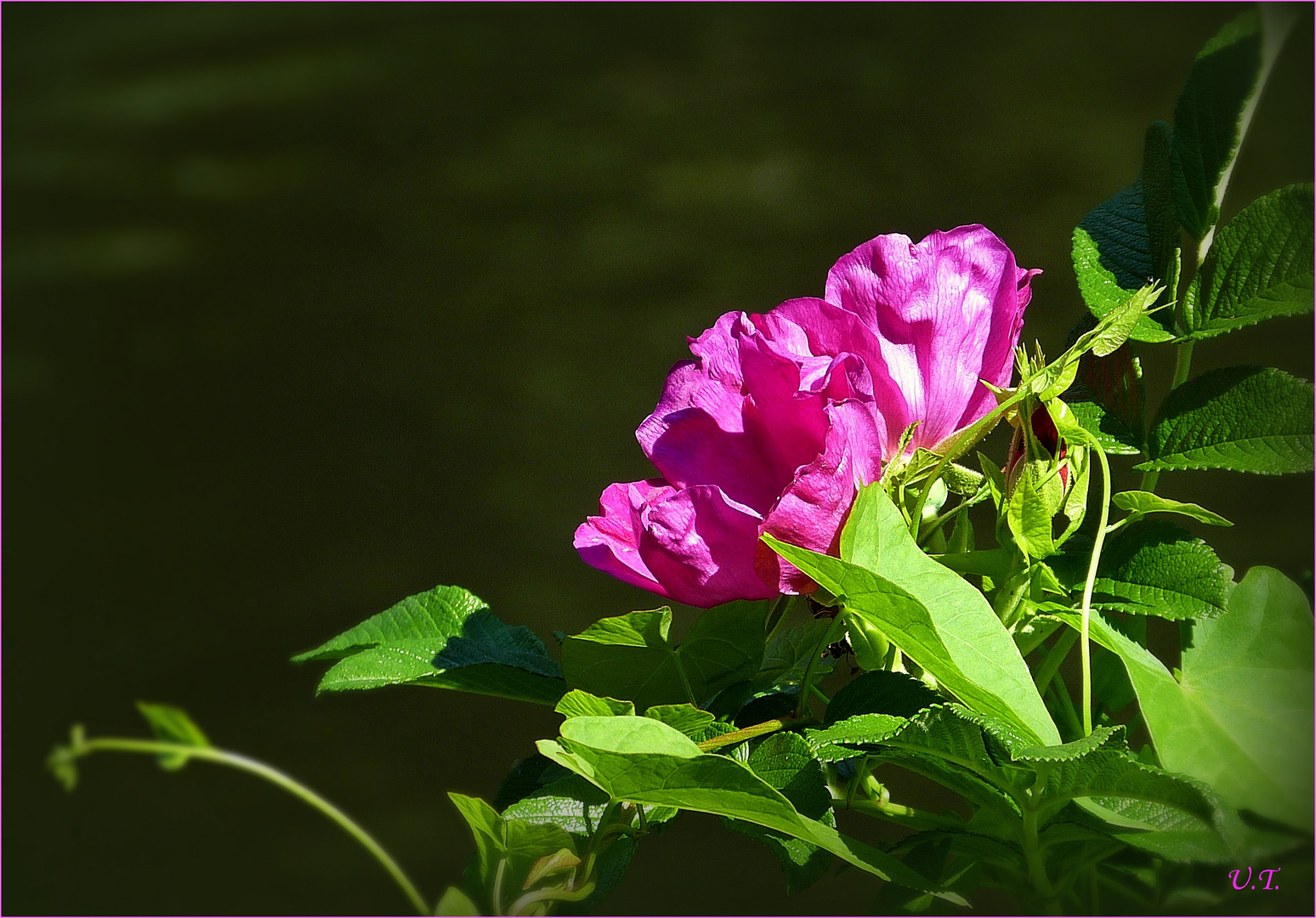 Heckenrose und Ackerwinde