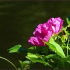 Heckenrose und Ackerwinde