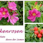 Heckenrosen