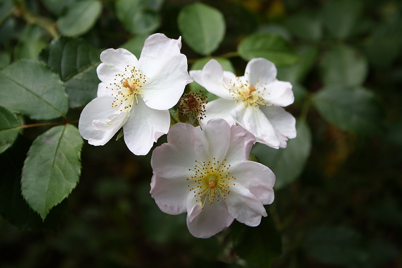 Heckenrosen bearbeitet