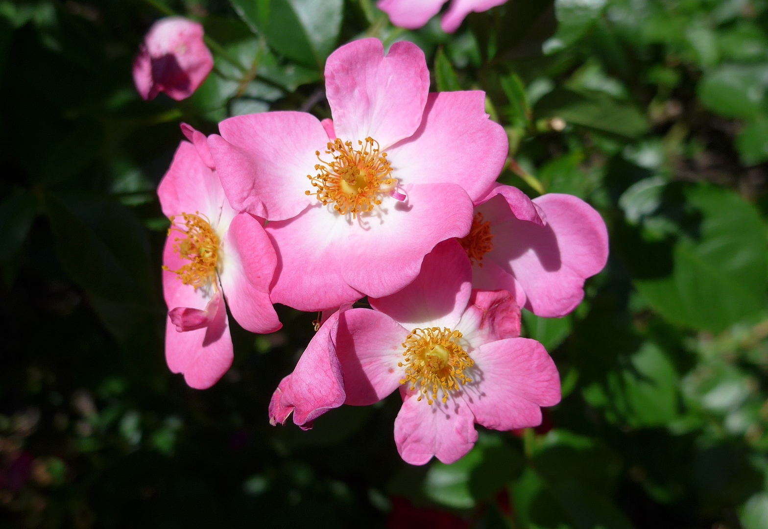 Heckenrosen Foto & Bild natur Bilder auf