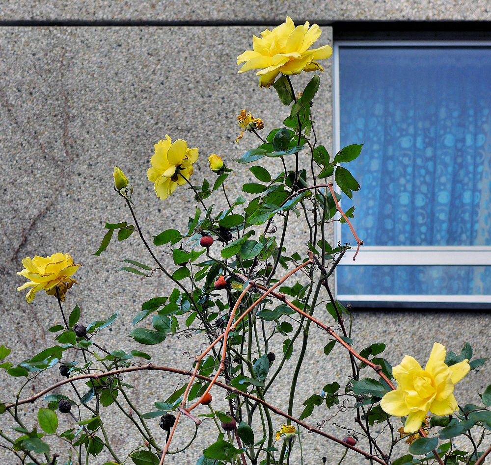 Heckenrosen im Februar