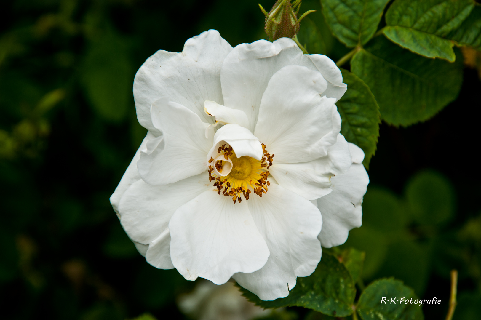 Heckenrosen in Dänemark