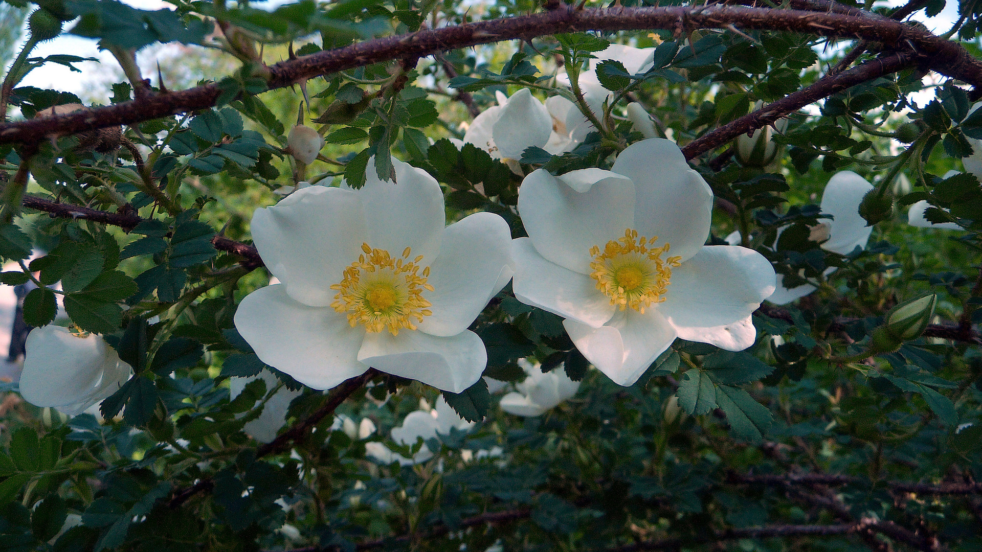 Heckenrosen in weiß