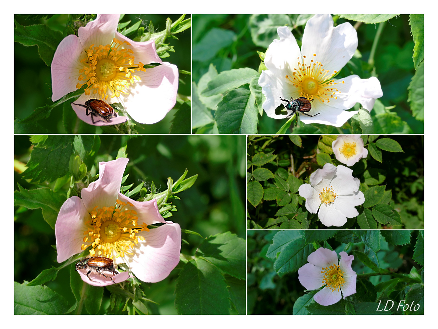 Heckenrosen mit Juni Käferchen