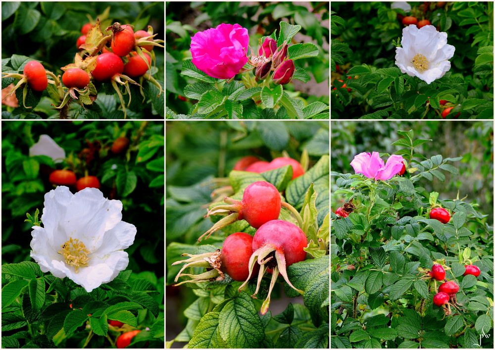 Heckenrosen und Hagebutten Foto & Bild natur, pflanzen, rosen Bilder auf