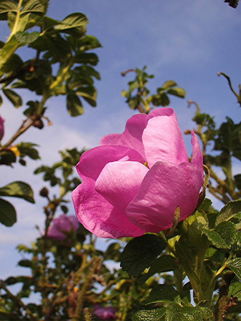 Heckenrosenblüte