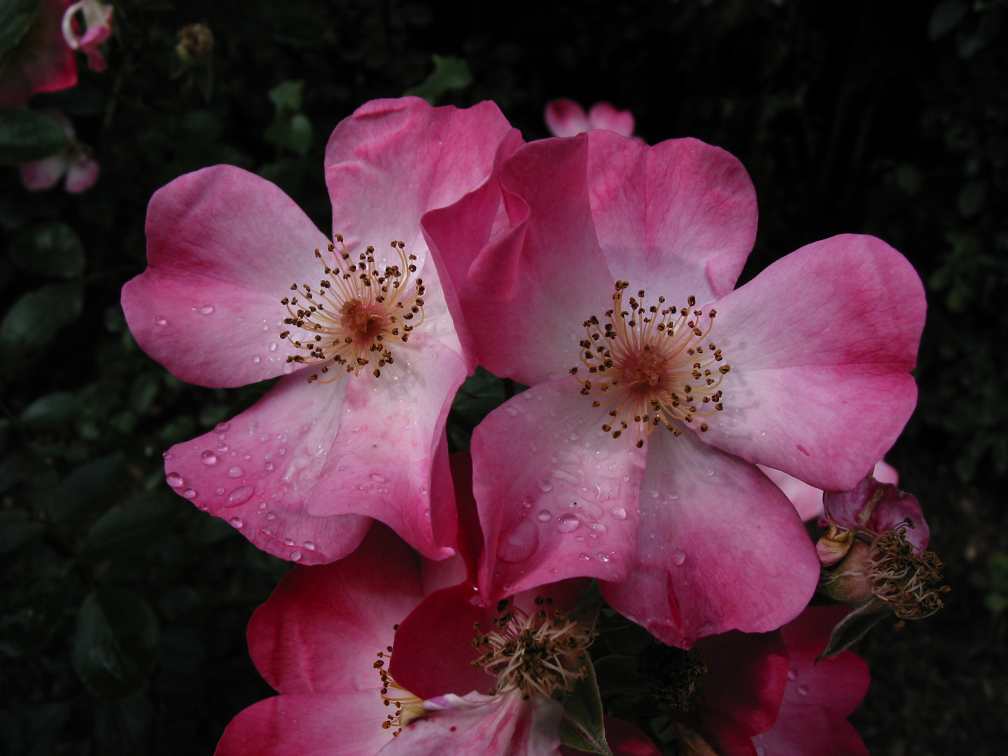 Heckenrosenblüten