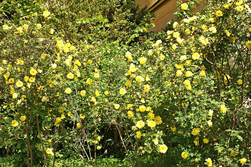 Heckenrosenstrauch im Park Sanssouci