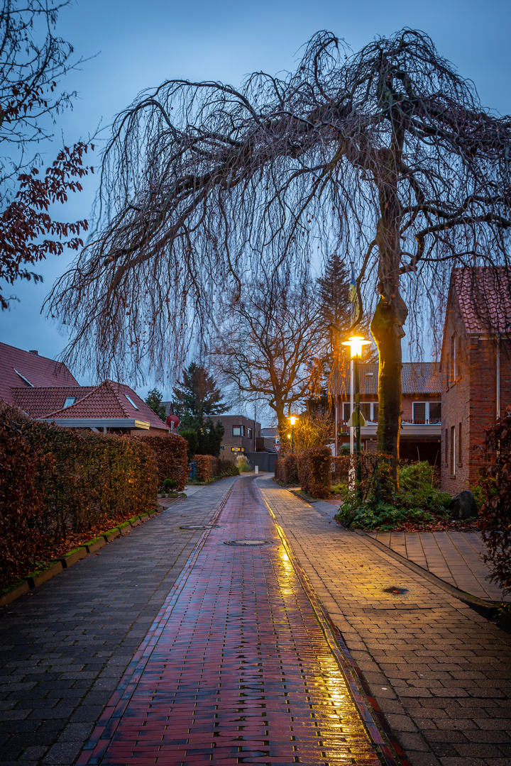 Heckenweg zu blauer Stunde