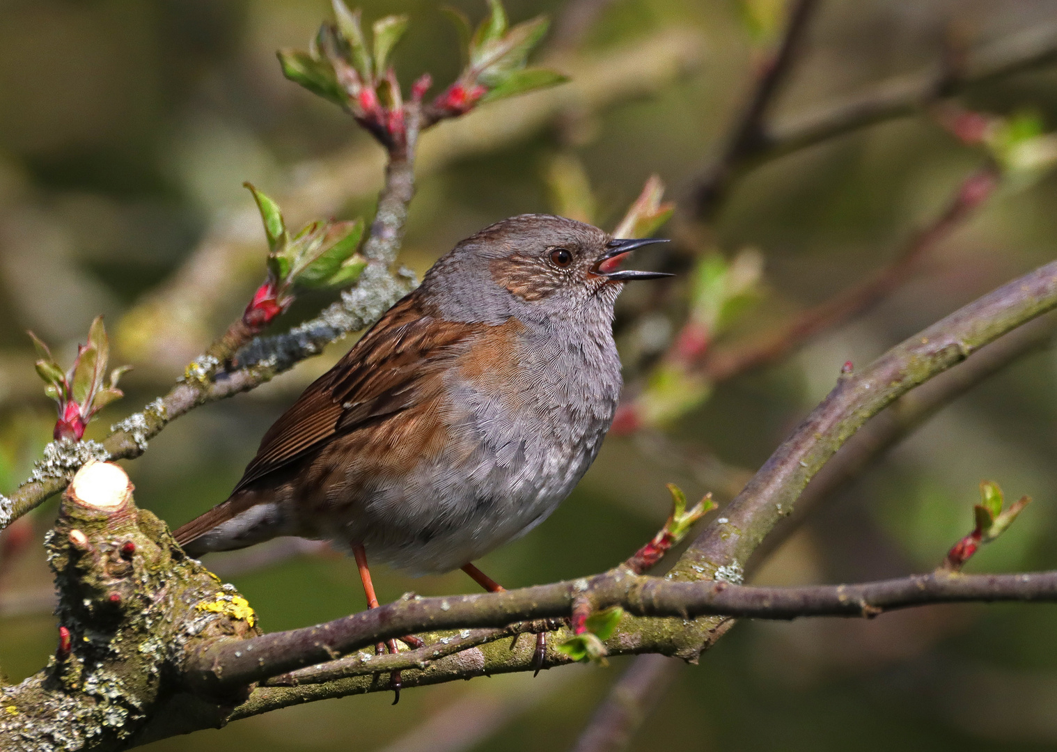 Hecki im Apfelbaum