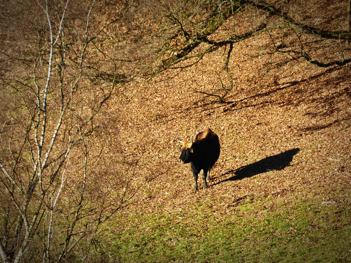 Heckrind im Neandertal