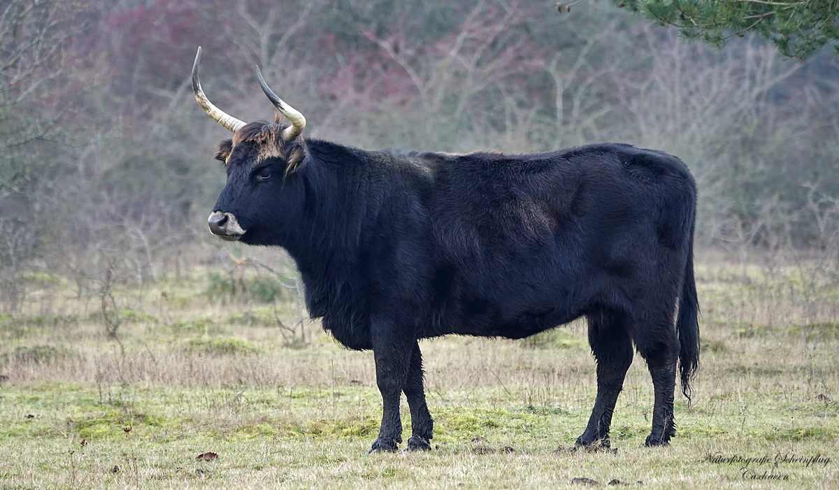 Heckrind in der Küstenheide