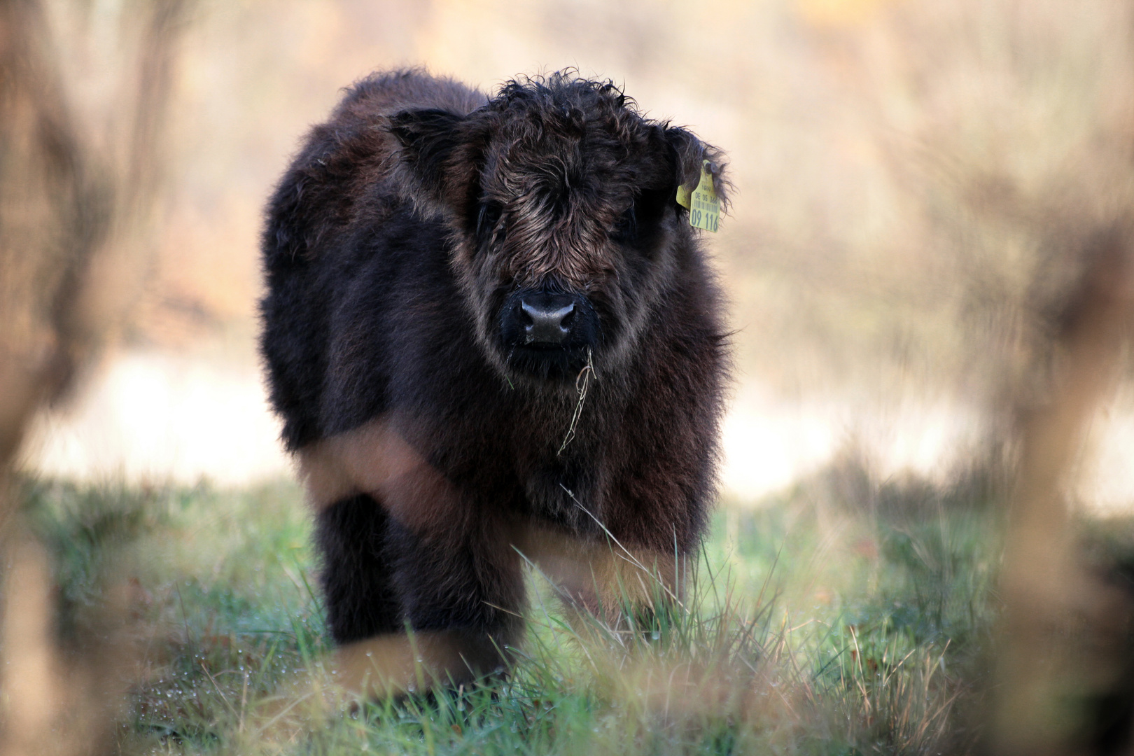 Heckrind - Kalb