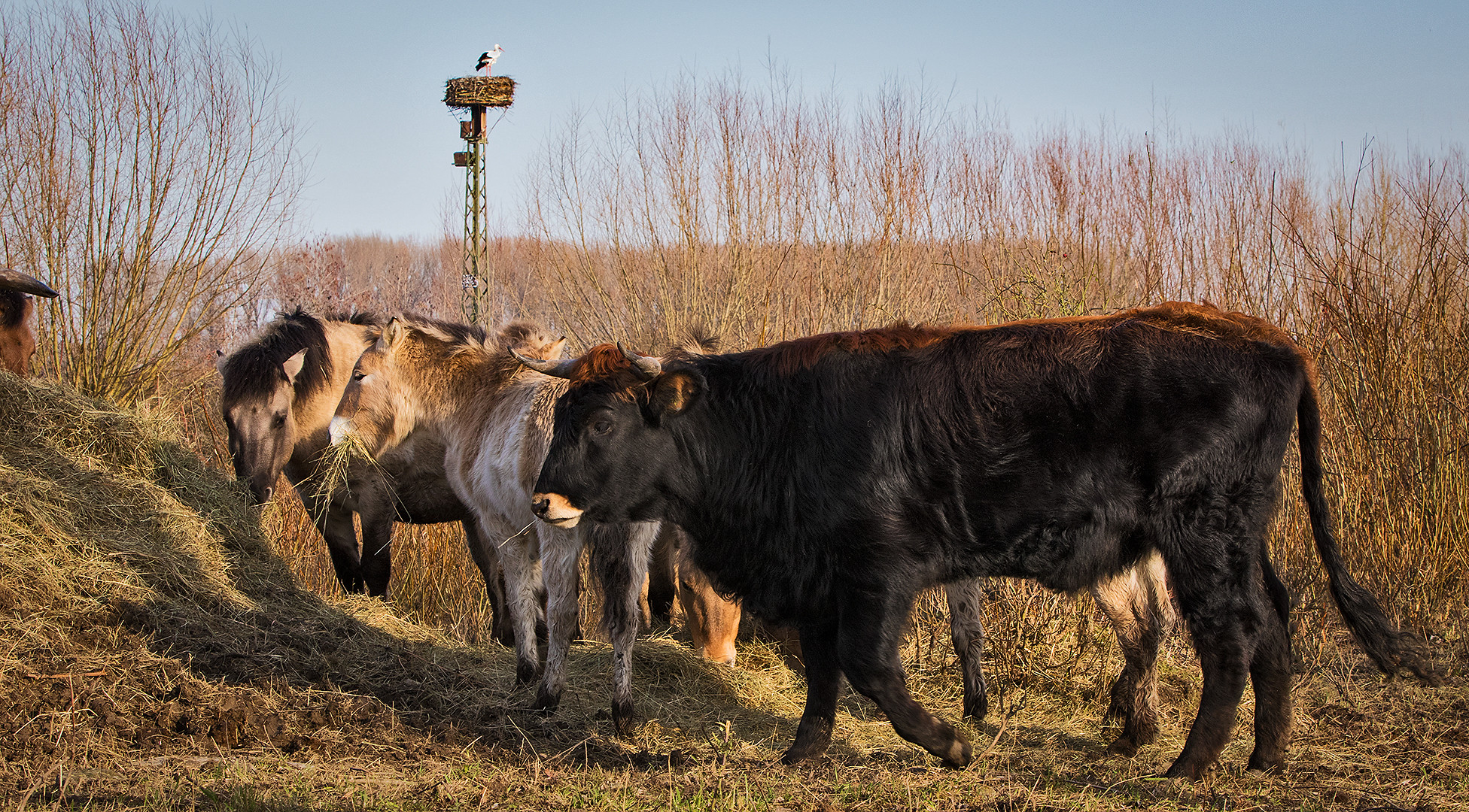 Heckrind Konigs Weißstorch