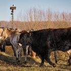 Heckrind Konigs Weißstorch