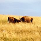 Heckrinder Auerochsen - Abbildzüchtung