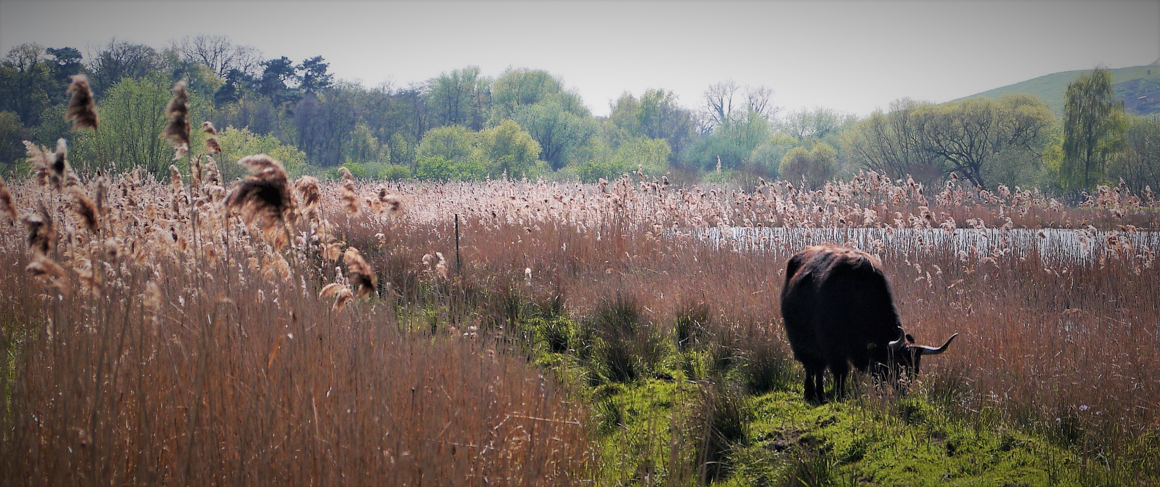 Heckrinder - Grasen und Landschaftspflege in den Rieselfeldern 