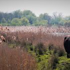 Heckrinder - Grasen und Landschaftspflege in den Rieselfeldern 