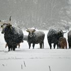 Heckrinder im Schneetreiben