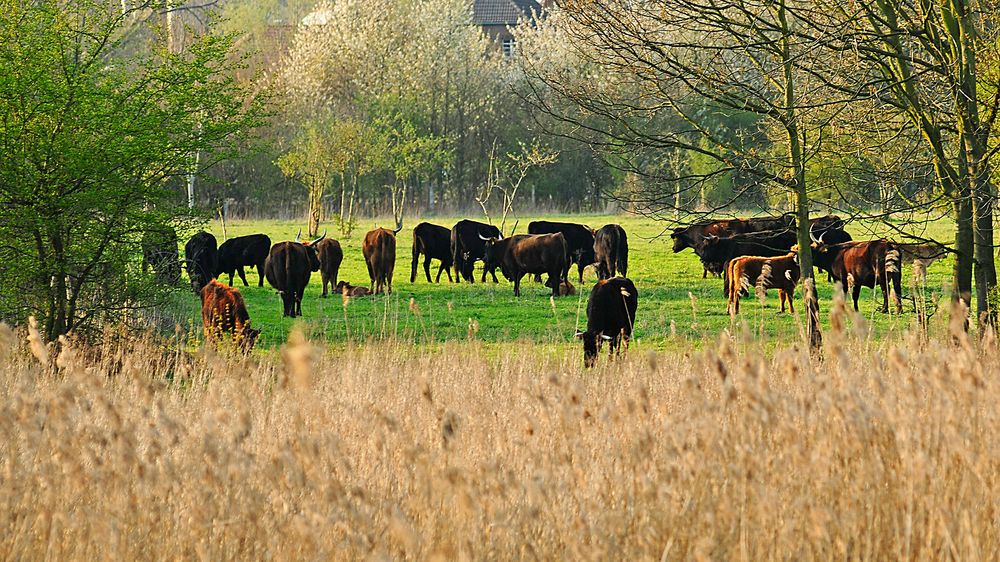 Heckrinderherde in den Lippeauen bei Werne-Stockum im NSG "Am Tibaum"