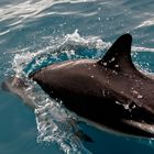 Hector Delfin - Neuseeland - Südinsel