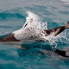 Hector Delfin - Neuseeland - Südinsel