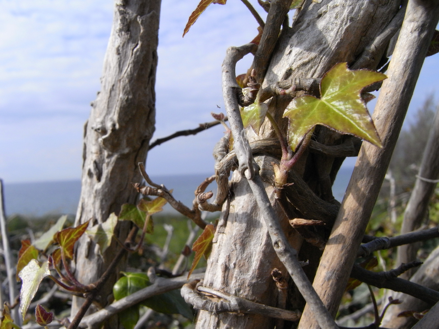 Hedera helix :)