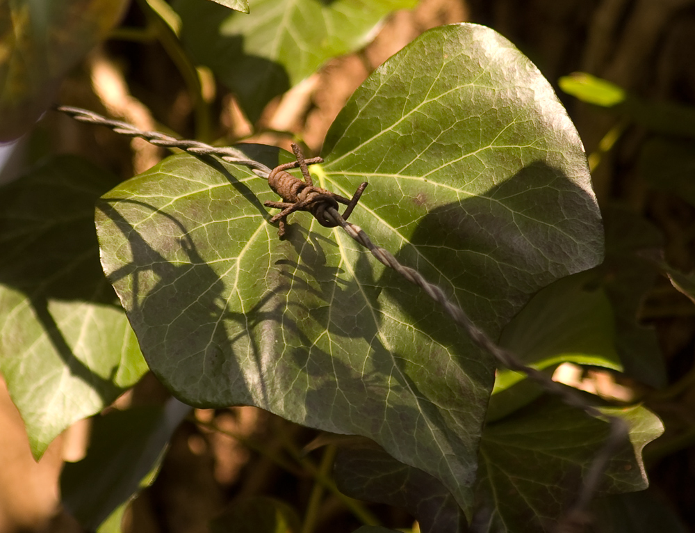 Hedera helix