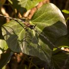 Hedera helix