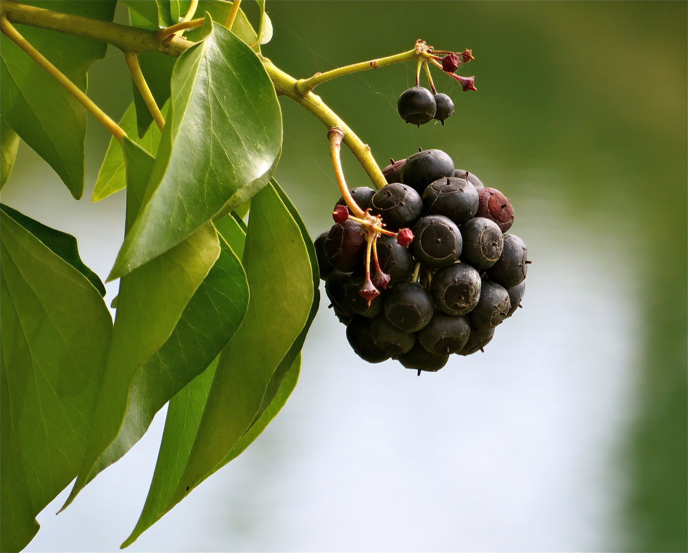 ... hedera helix !!!...