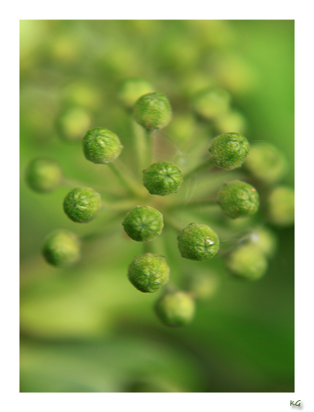 hedera helix