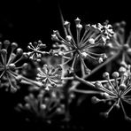 [ Hedera helix Arborescens ]