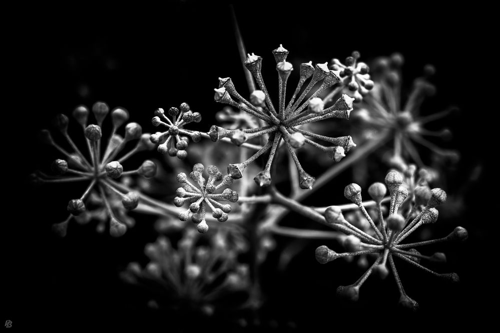 [ Hedera helix Arborescens ]