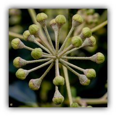 [ Hedera helix Arborescens - Strauch-Efeu ]