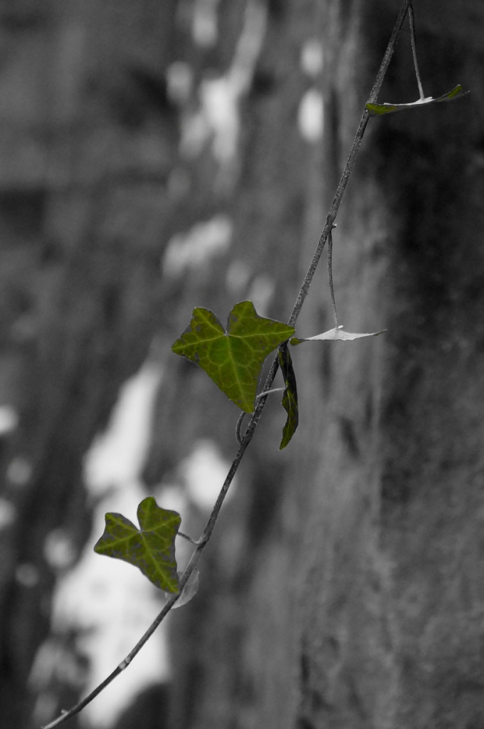 Hedera helix